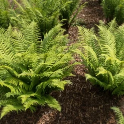 Lurvbräken Dryopteris Cycadina 2L