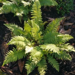Lurvbräken Dryopteris Cycadina 2L