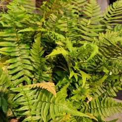 Lurvbräken Dryopteris Cycadina 2L