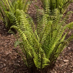 Lurvbräken Dryopteris Cycadina 2L