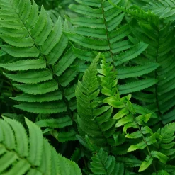 Lurvbräken Dryopteris Cycadina 2L