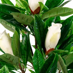 Magnolia