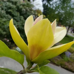 Magnolia Sunsation 60-80 cm