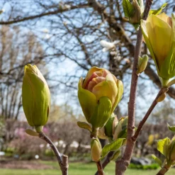Magnolia Sunsation 60-80 cm