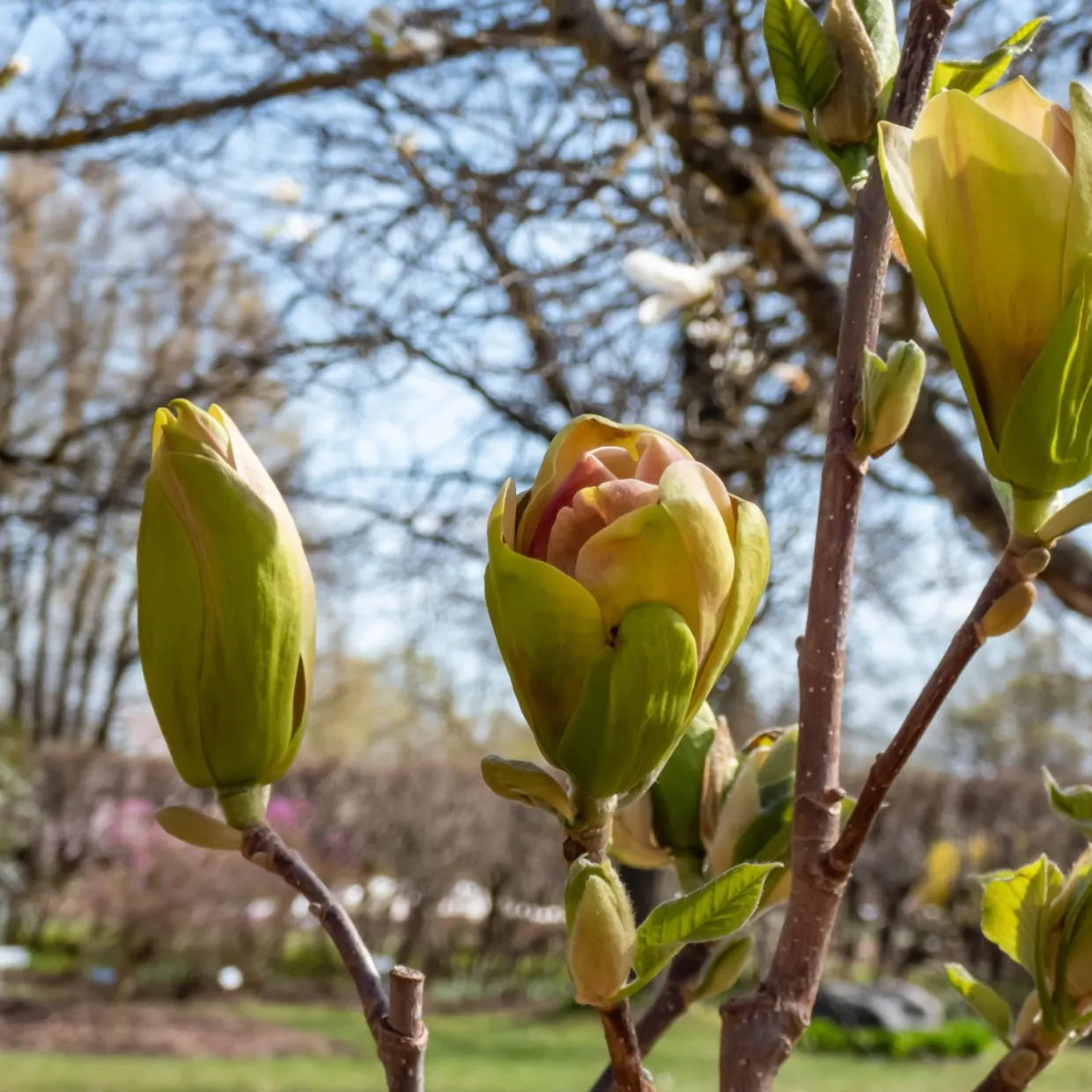 Magnolia Sunsation 60-80 cm