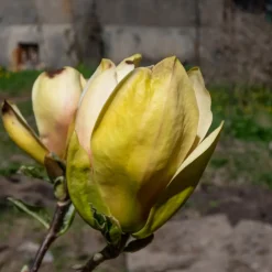 Magnolia Sunsation 60-80 cm