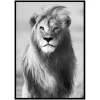Majestic Lion