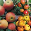 Malus domestica