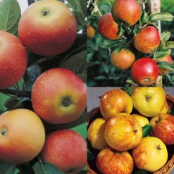 Malus domestica