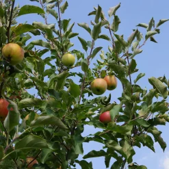 Malus domestica