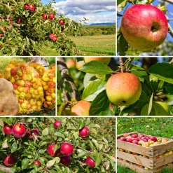 Malus domestica