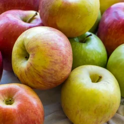 Malus domestica