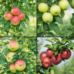 Malus domestica