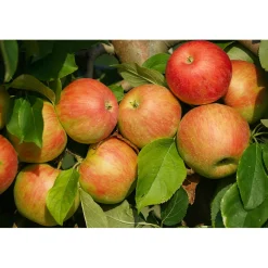 Malus Domestica Fredrik E