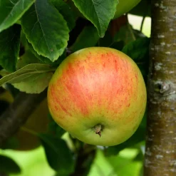 Malus Domestica Hampus