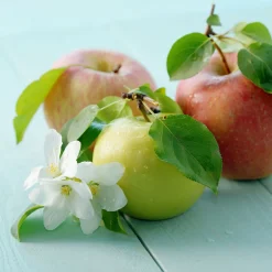 Malus domestica inkl Uppbindningskit