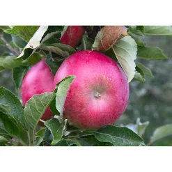 Malus Domestica Mio E