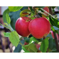 Malus Domestica P.J. Bergius