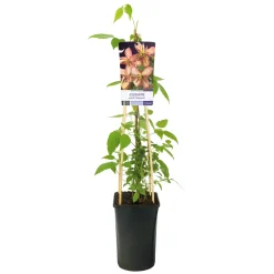 Marjorie 40-60 cm