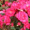 Marktäckande Red Fairy Rosa