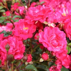 Marktäckande Red Fairy Rosa