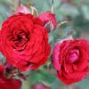 Marktäckande Velvet Cover