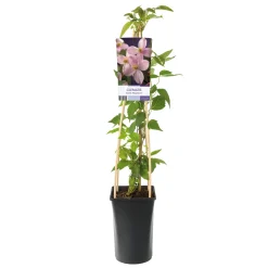 Mayleen 40-60 cm
