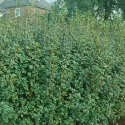 Måbär 20-40cm Krukodlade