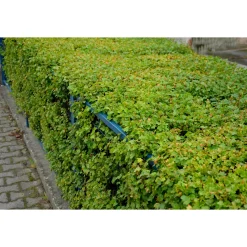 Måbär 20-40cm Krukodlade