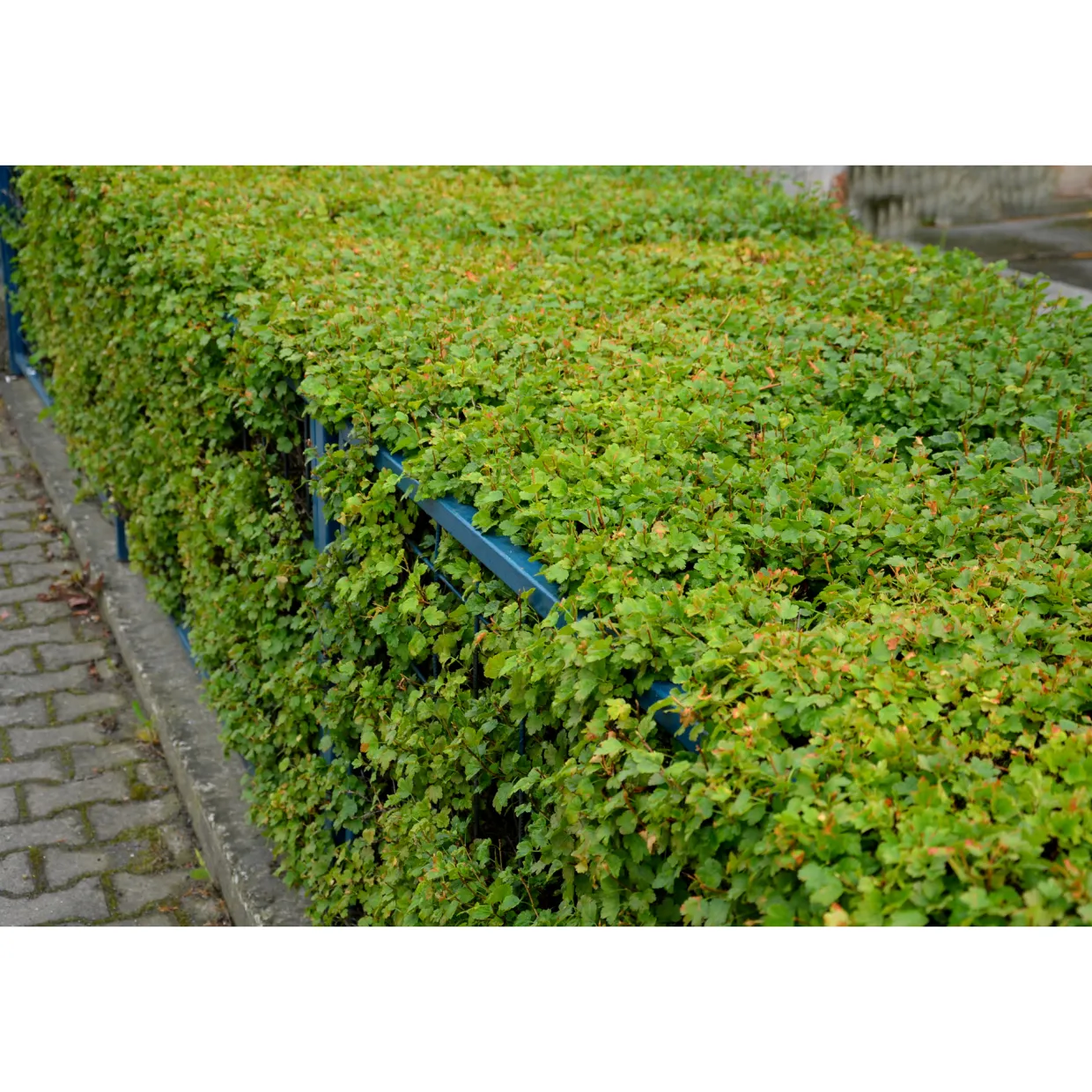 Måbär 20-40cm Krukodlade