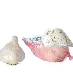 Messidor