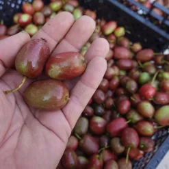 Minikiwi Actinidia Arguta Kens Red