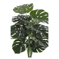 Monstera