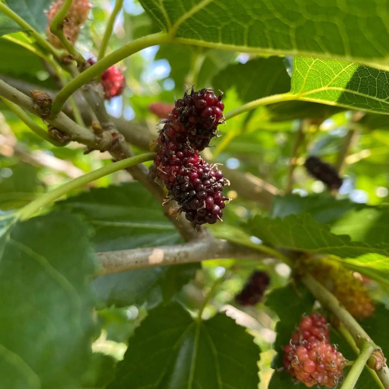 Mullbär Morus Mojo Berry Matsunaga