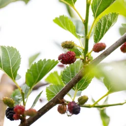 Mullbär Morus Mojo Berry Matsunaga
