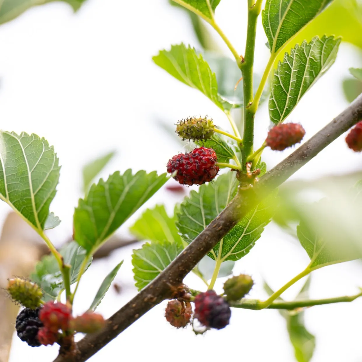 Mullbär Morus Mojo Berry Matsunaga