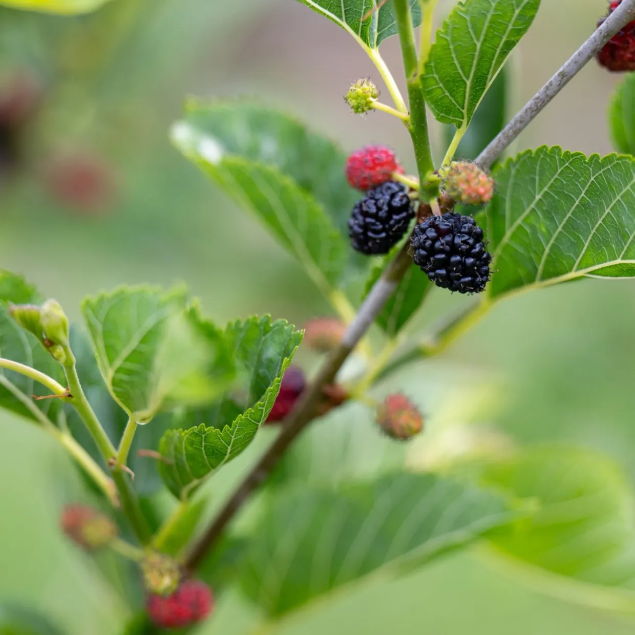 Mullbär Morus Mojo Berry Matsunaga