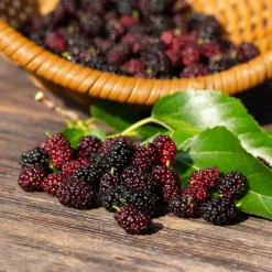 Mullbär Morus Mojo Berry Matsunaga