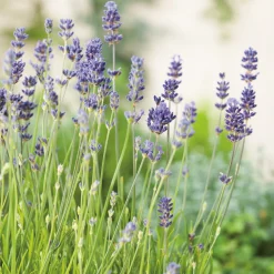 Munstead Liten Kruka