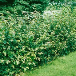 Naverlönn 50-80 cm