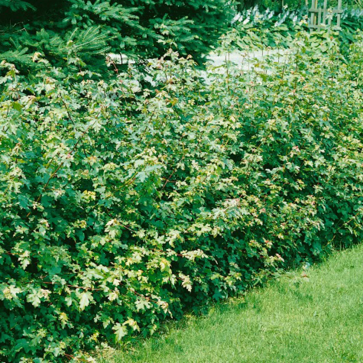 Naverlönn 50-80 cm