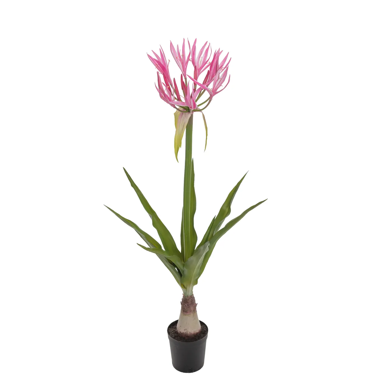 Nerine 125