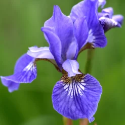 Norsk Brudspirea 20-40cm Krukodlade