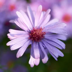 Oktoberaster Early Blue Symphyotrichum Novi-Belgii