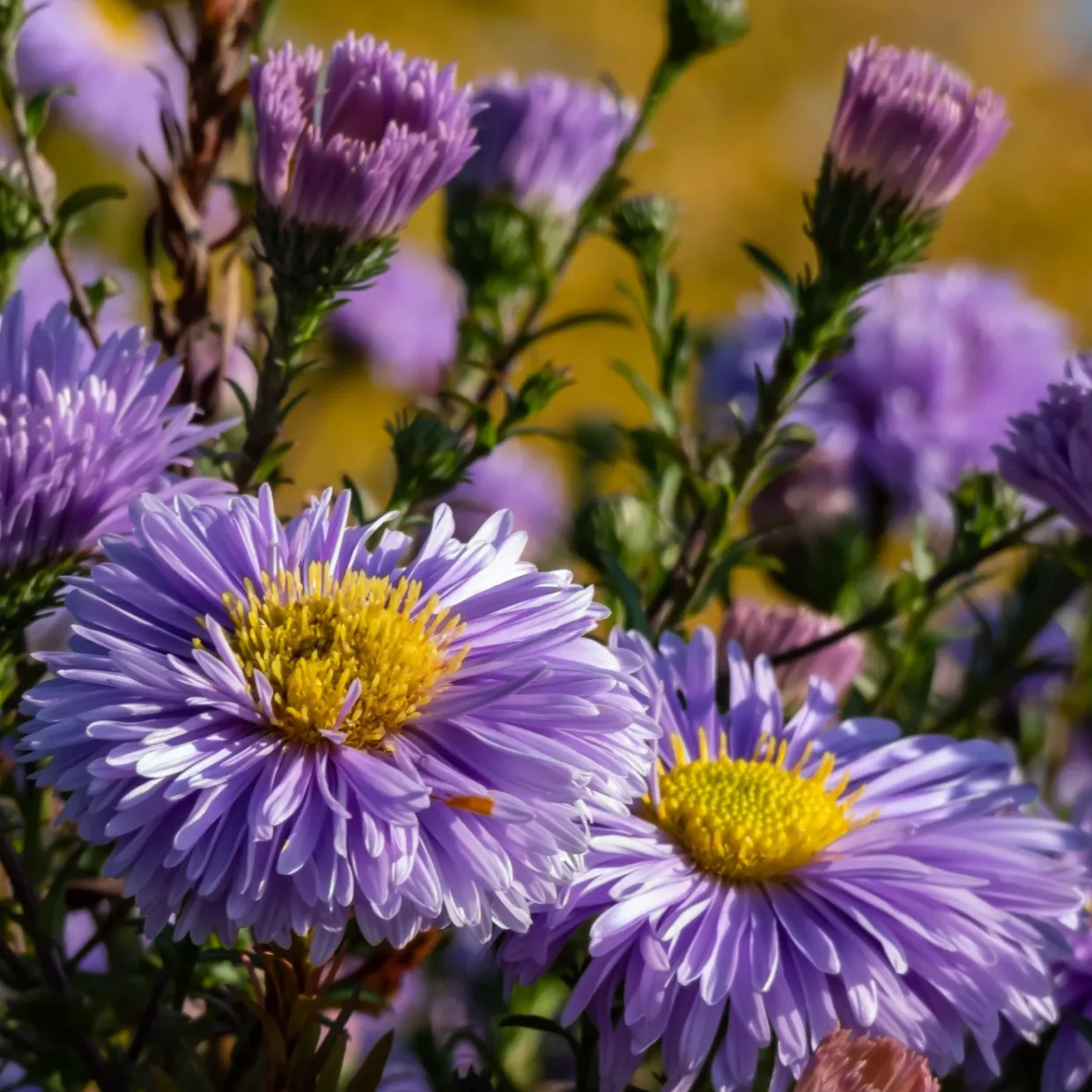 Oktoberaster Early Blue Symphyotrichum Novi-Belgii