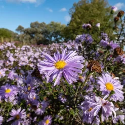 Oktoberaster Early Blue Symphyotrichum Novi-Belgii