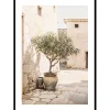 Olive Tree Mediterranean Setting No1