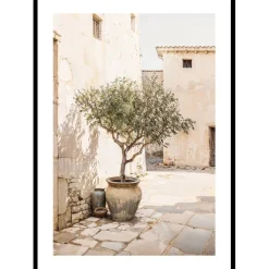 Olive Tree Mediterranean Setting No1