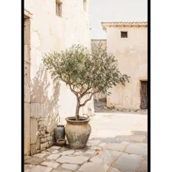 Olive Tree Mediterranean Setting No1