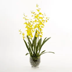 Oncidium